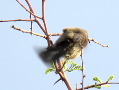 Nectariniidae