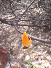 Ornithogalum maculatum