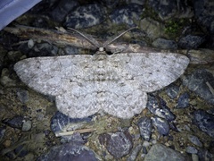 Hypomecis punctinalis conferenda