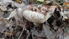 Tricholoma caligatum