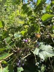 Ampelopsis
