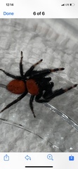 Phidippus cardinalis