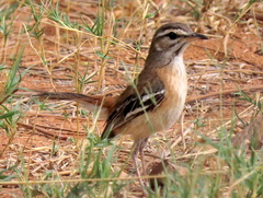 Cercotrichas leucophrys ovamboensis