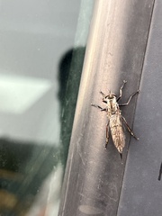 Neomochtherus willistoni