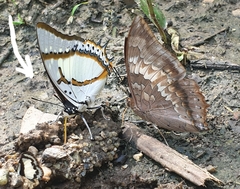 Polyura eudamippus