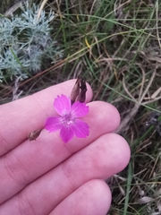 Dianthus borbasii