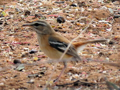 Cercotrichas leucophrys ovamboensis