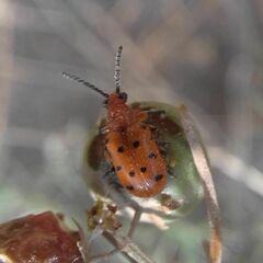 Crioceris duodecimpunctata