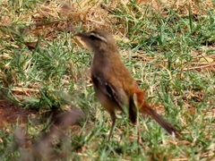 Cercotrichas leucophrys ovamboensis