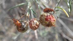 Crioceris duodecimpunctata