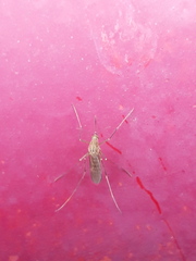 Culex pipiens