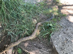 Pituophis catenifer sayi