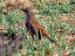 Cercotrichas leucophrys ovamboensis