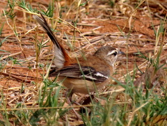 Cercotrichas leucophrys ovamboensis