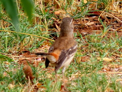 Cercotrichas leucophrys ovamboensis
