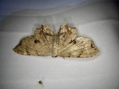Dysaethria moza