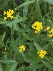 Rorippa austriaca