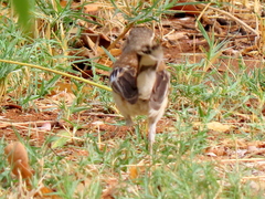 Cercotrichas leucophrys ovamboensis