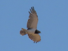 Circaetus pectoralis