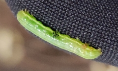 Alsophila pometaria