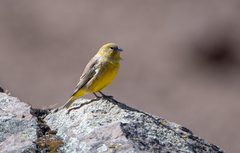 Sicalis uropygialis