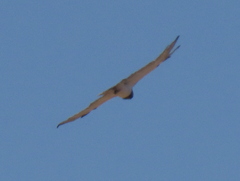 Circaetus pectoralis