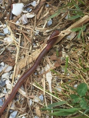 Lumbricus rubellus