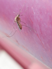 Culex pipiens