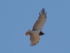 Circaetus pectoralis