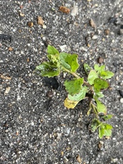 Chenopodiastrum murale
