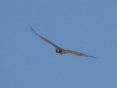 Circaetus pectoralis