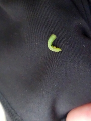 Alsophila pometaria