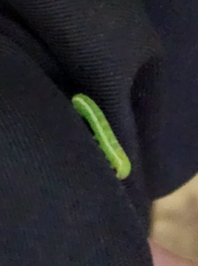 Alsophila pometaria
