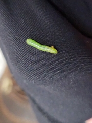 Alsophila pometaria