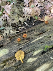 Phaeomarasmius proximans