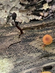 Phaeomarasmius proximans