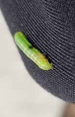 Alsophila pometaria