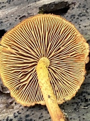 Phaeomarasmius proximans
