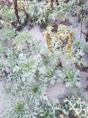 Ambrosia chamissonis