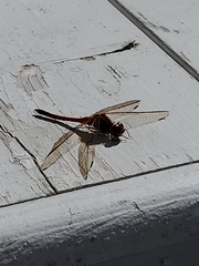 Sympetrum costiferum