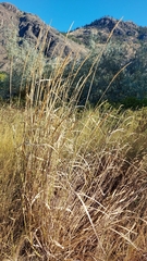 Leymus cinereus