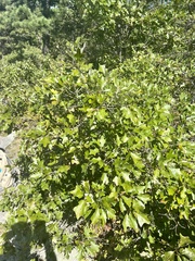 Quercus ilicifolia