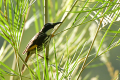 Phylidonyris niger