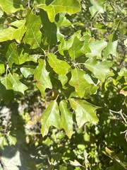 Quercus ilicifolia