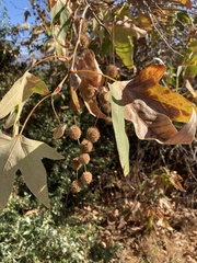 Platanus racemosa