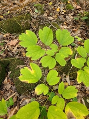 Caulophyllum thalictroides