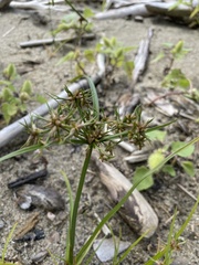 Cyperus dentatus