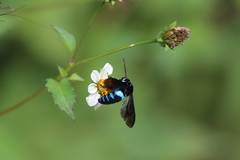 Thyreus nitidulus quartinae