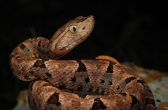 Bothrops asper