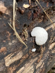 Reticularia
